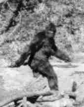 Bigfoot